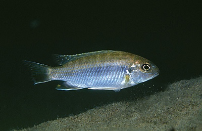 Gephyrochromis moorii 'Msuli Point'